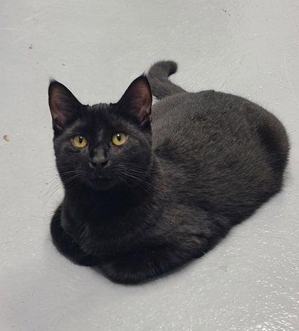 7070 (Moe), Adoptable, Kitten Male Domestic Short Hair.