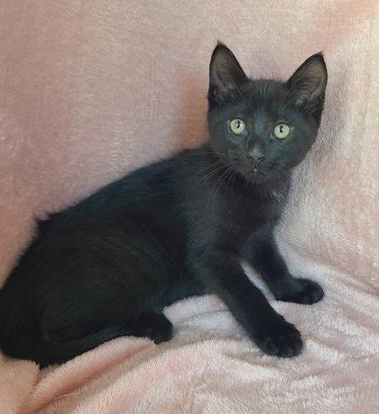 7070 (Moe), Adoptable, Kitten Male Domestic Short Hair.