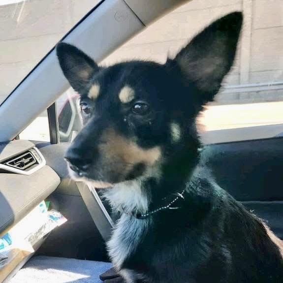 Harley, a Adoptable mixed breed in Peculiar, MO image 1/6