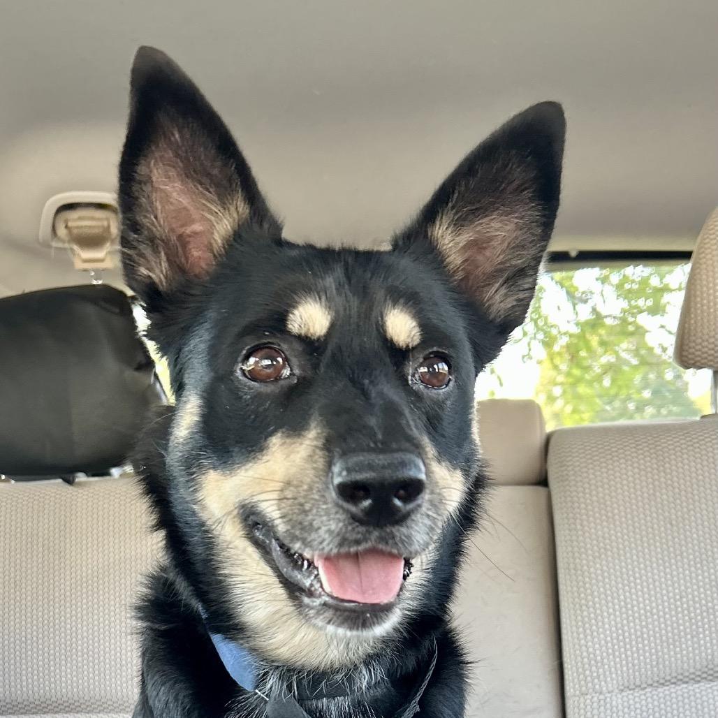 Harley, a Adoptable mixed breed in Peculiar, MO image 2/6