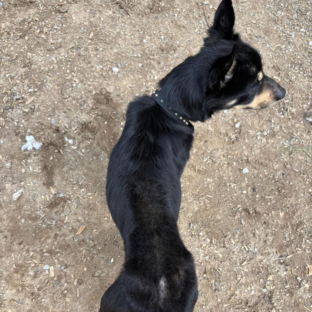 Harley, a Adoptable mixed breed in Peculiar, MO image 3/6