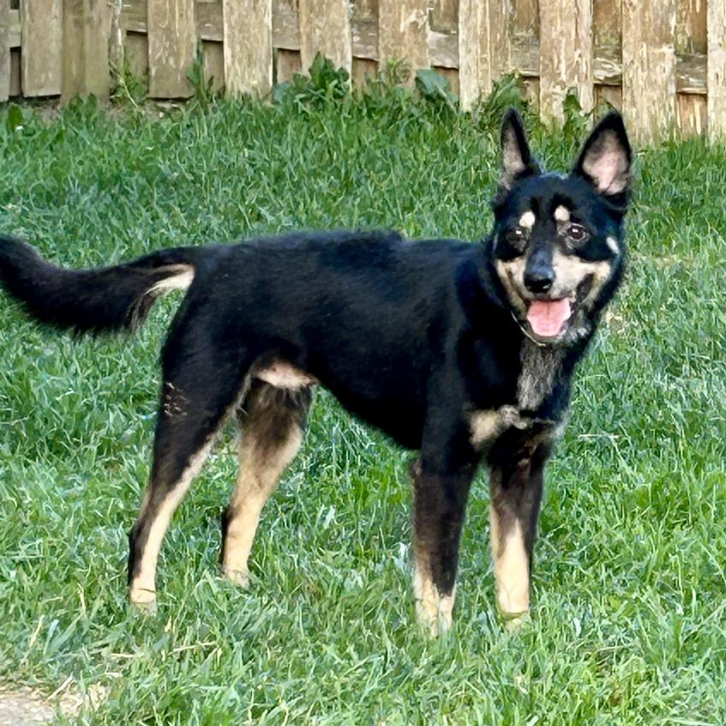 Harley, a Adoptable mixed breed in Peculiar, MO image 4/6
