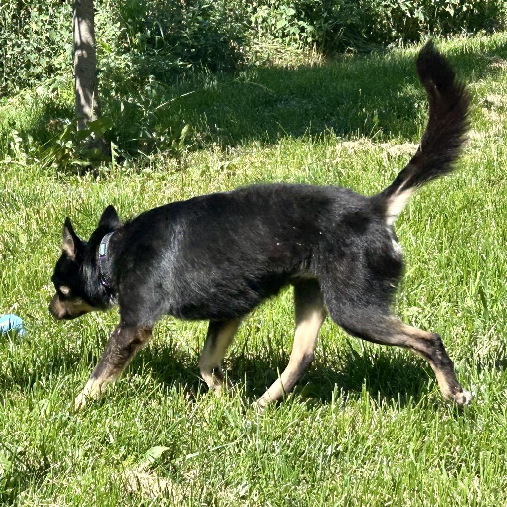 Harley, a Adoptable mixed breed in Peculiar, MO image 5/6