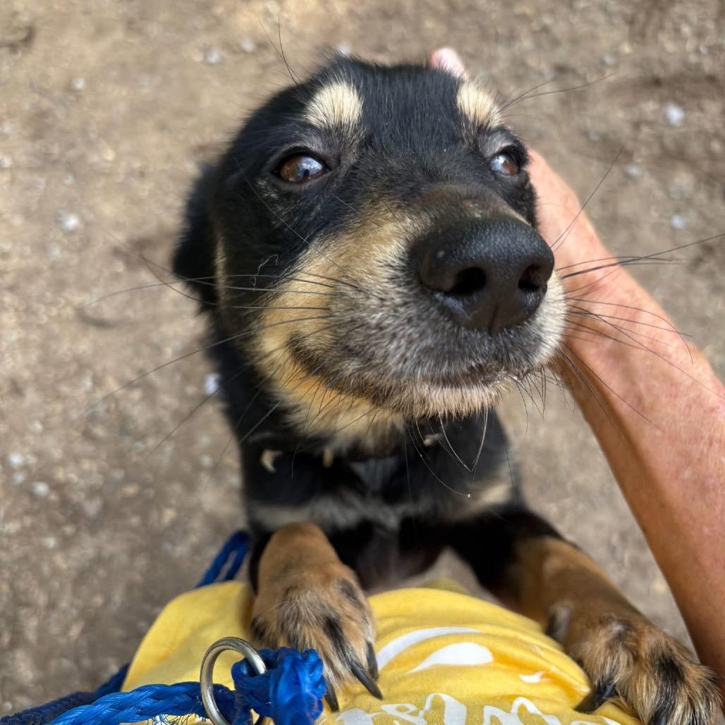 Harley, a Adoptable mixed breed in Peculiar, MO image 6/6