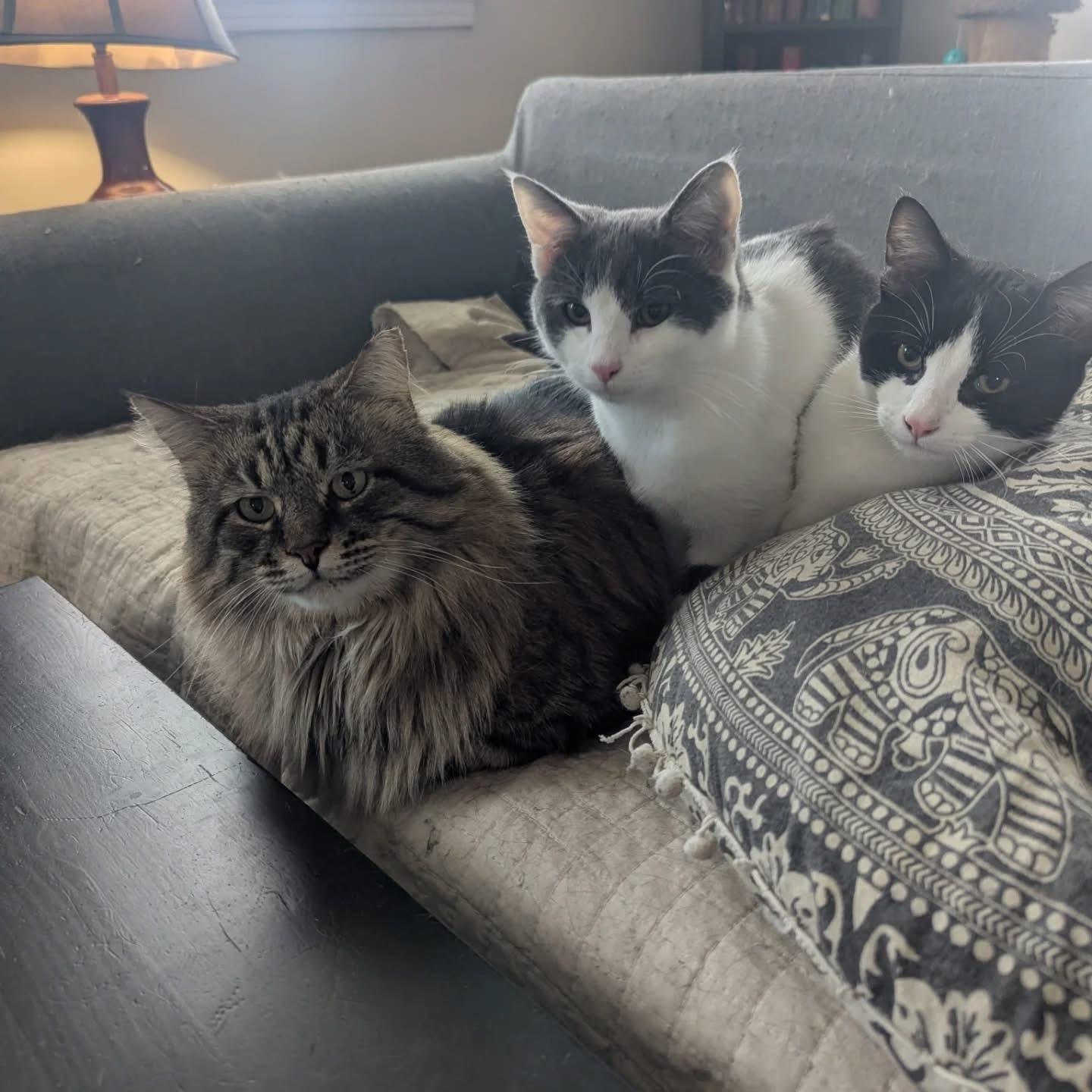 Enlarge Oogie Boogie, a Adoptable Domestic Short Hair in Alexandria, VA image 4/6