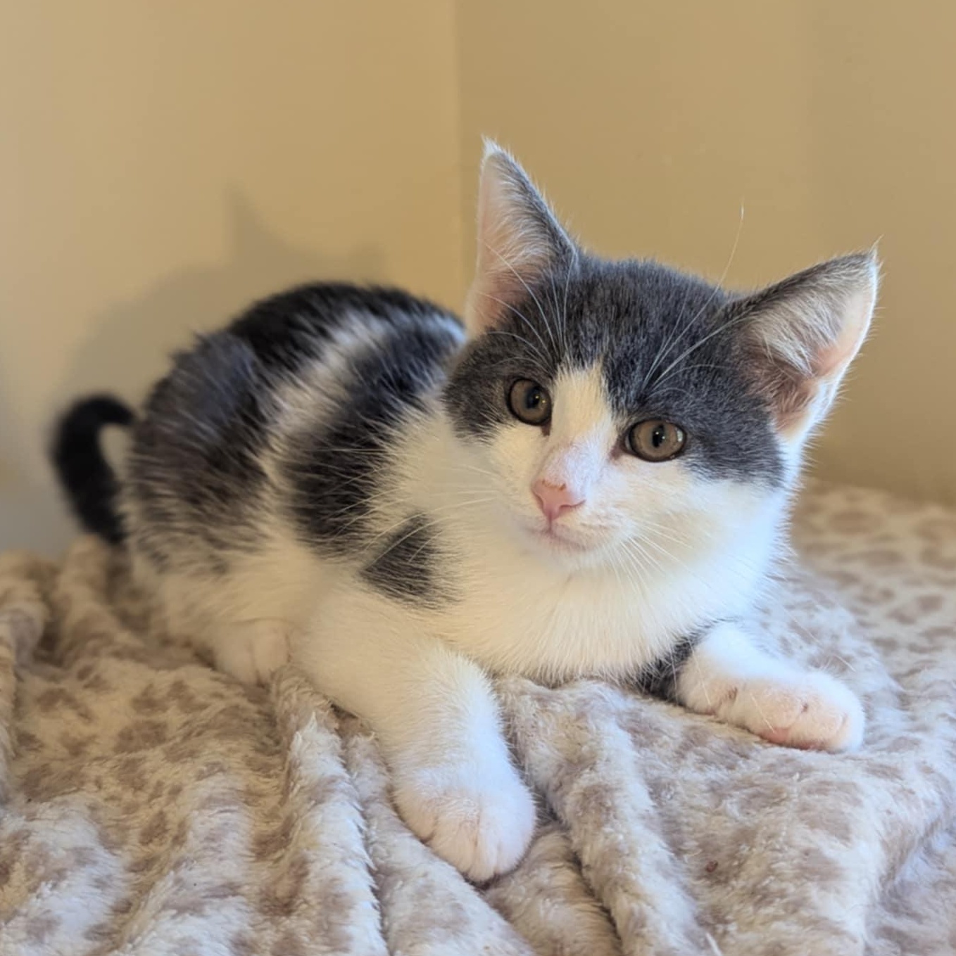 Enlarge Oogie Boogie, a Adoptable Domestic Short Hair in Alexandria, VA image 3/6