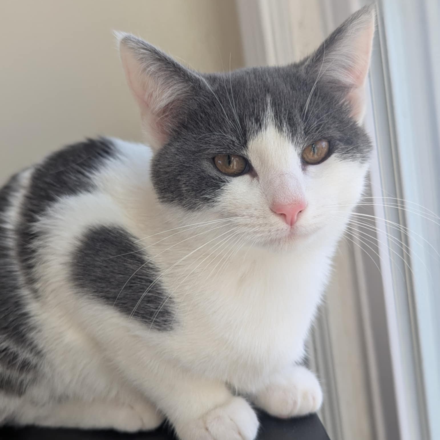 Enlarge Oogie Boogie, a Adoptable Domestic Short Hair in Alexandria, VA image 5/6