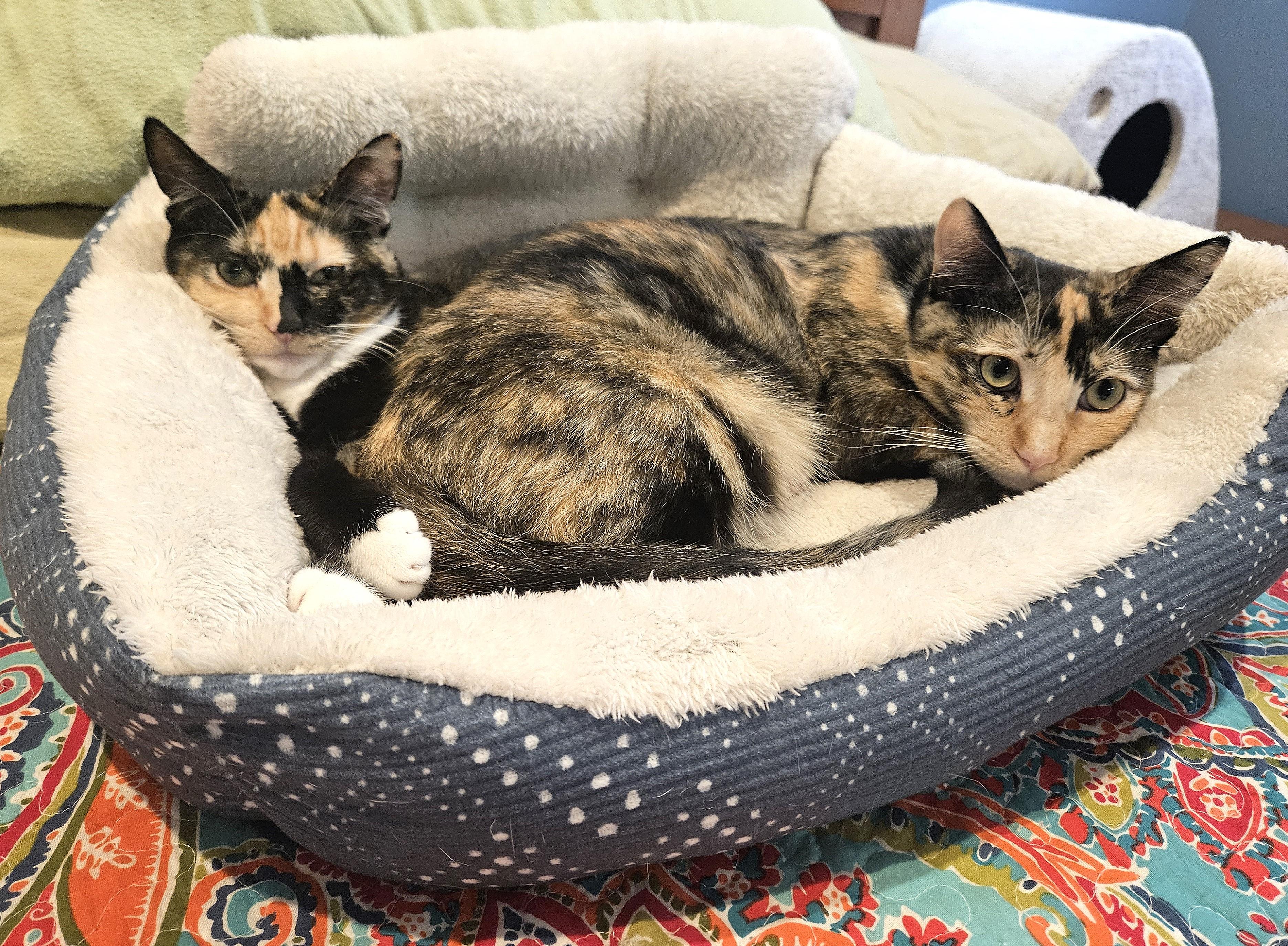 Enlarge Maddie, a Adoptable Calico in Rancho Palos Verdes, CA image 5/6