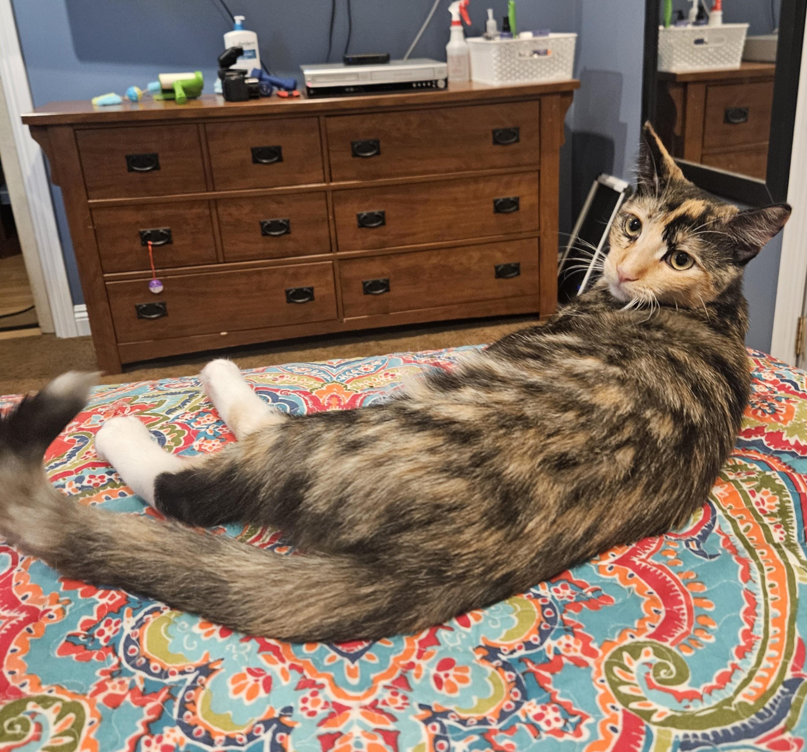 Enlarge Maddie, a Adoptable Calico in Rancho Palos Verdes, CA image 4/6