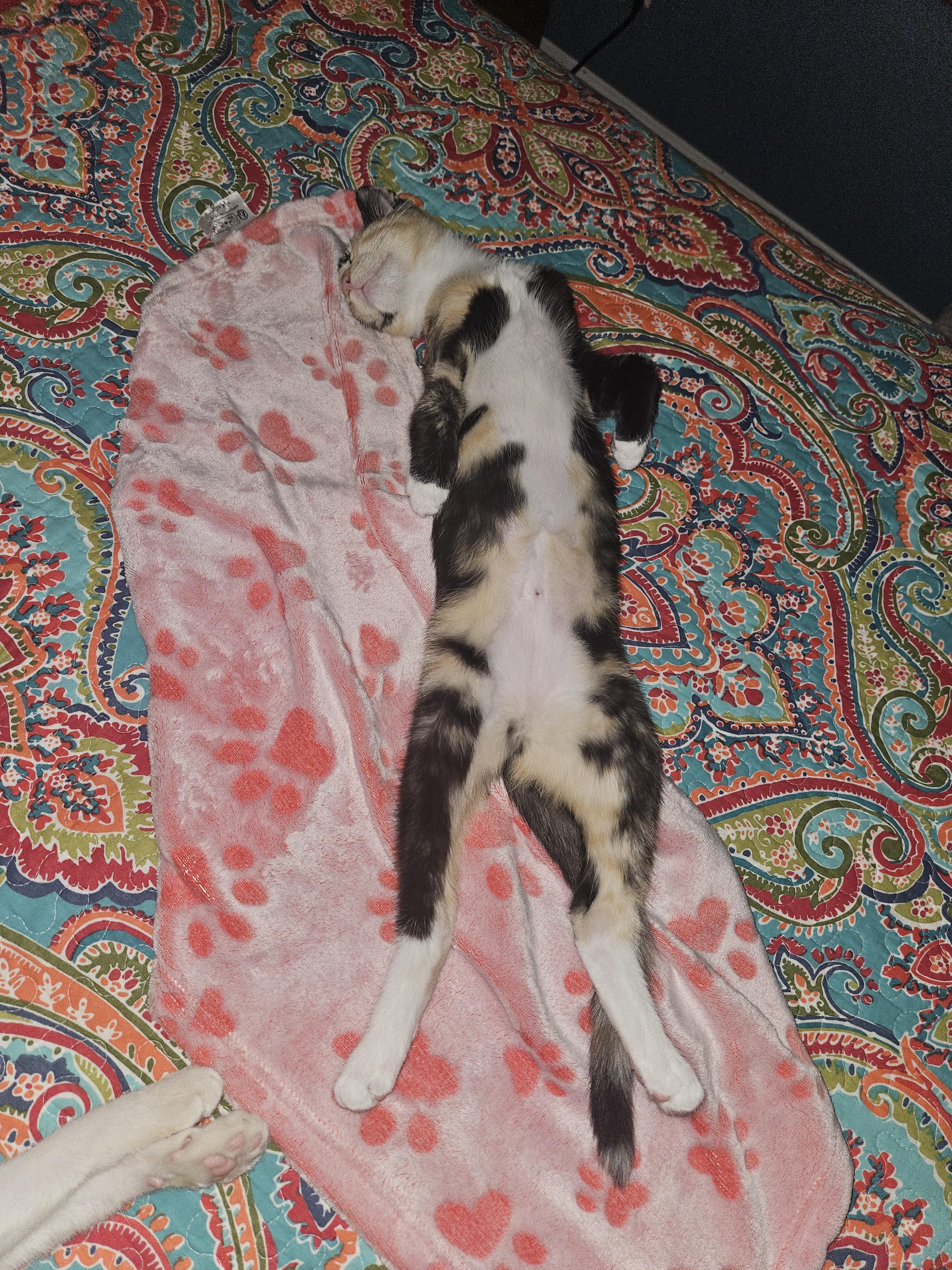 Enlarge Maddie, a Adoptable Calico in Rancho Palos Verdes, CA image 6/6