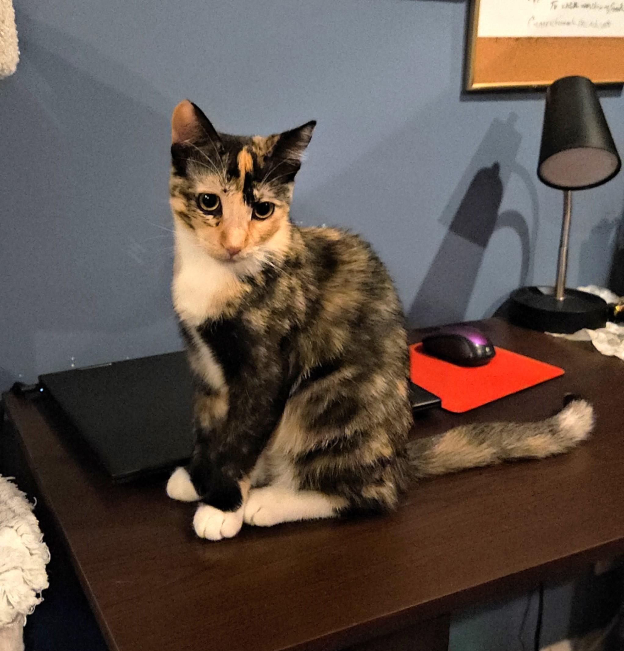 Maddie, Adoptable, Kitten Female Calico.