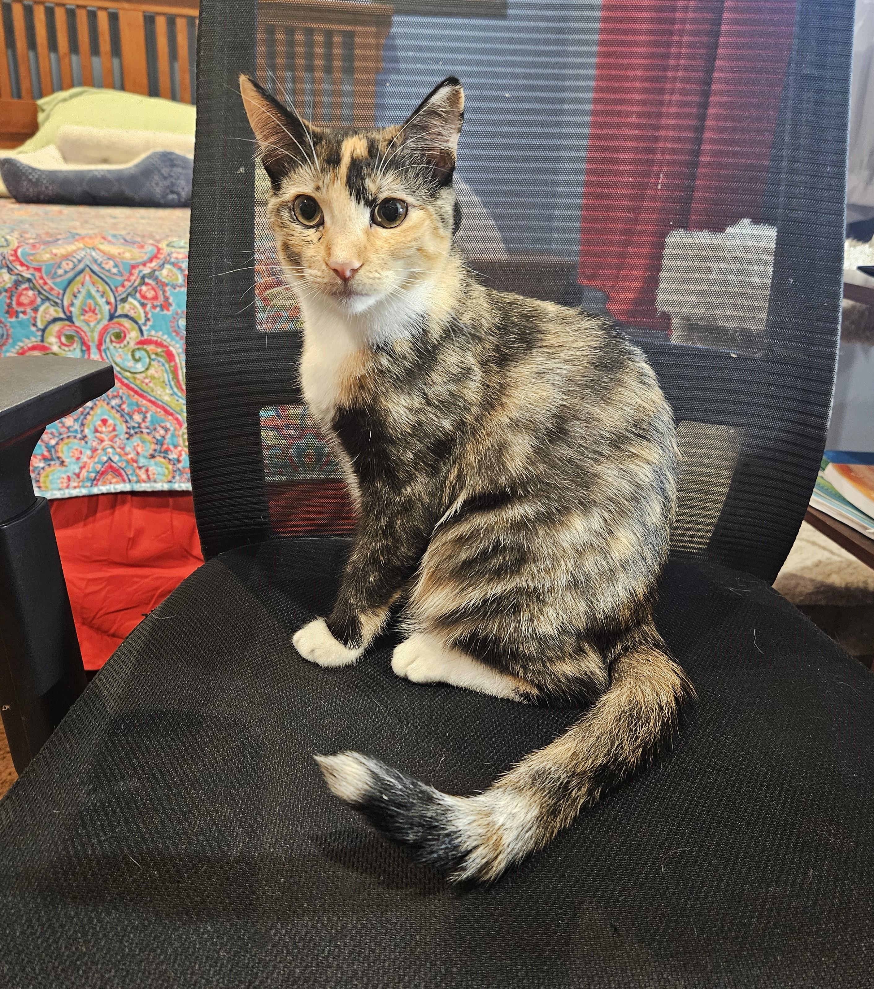 Enlarge Maddie, a Adoptable Calico in Rancho Palos Verdes, CA image 3/6
