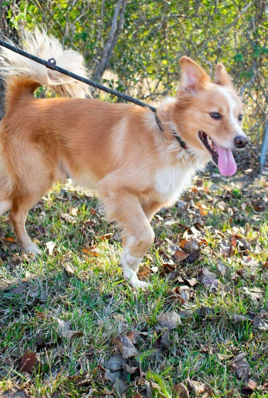 Cornbread, Adopted, Adult Male Border Collie.
