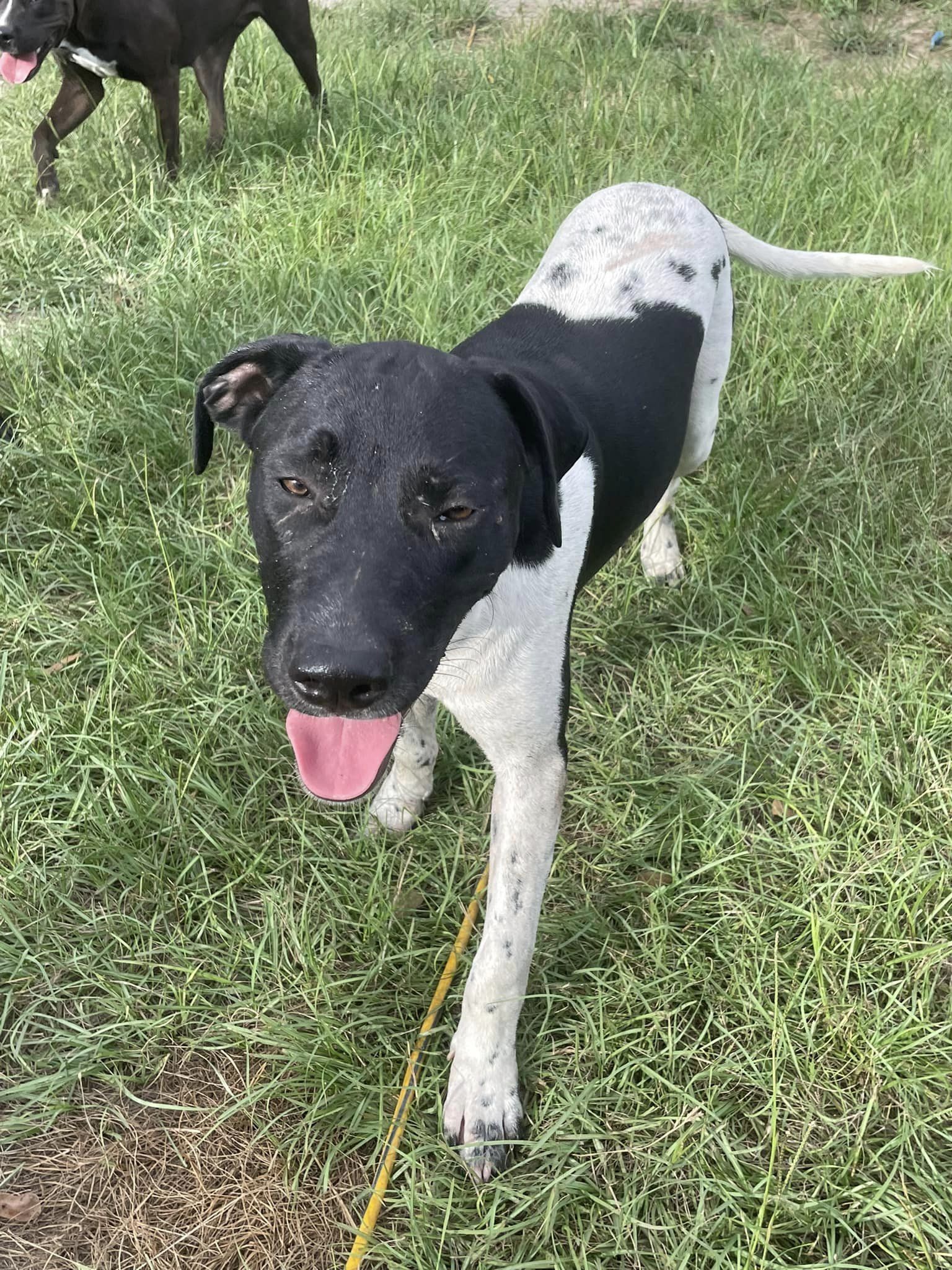 Momo , an adoptable Black Labrador Retriever, Coonhound in Marianna, FL, 32448 | Photo Image 1