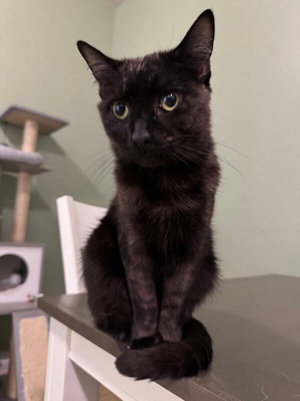 Spidermonkey, Adoptable, Young Female Domestic Short Hair.