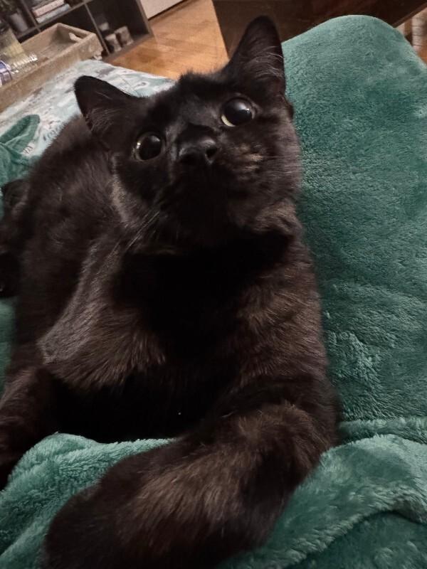 Enlarge Spidermonkey, a Adoptable Domestic Short Hair in Collegeville, PA image 2/6