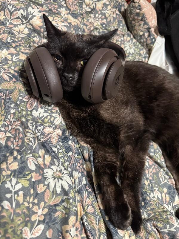 Spidermonkey — thumbnail 2