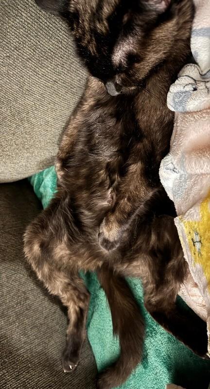 Spidermonkey — thumbnail 3