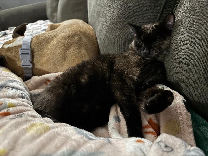 Spidermonkey — thumbnail 4