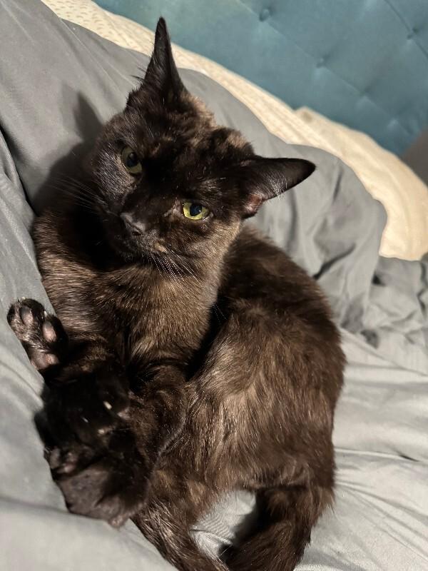 Enlarge Spidermonkey, a Adoptable Domestic Short Hair in Collegeville, PA image 5/6
