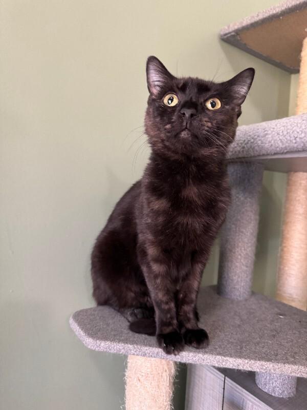 Enlarge Spidermonkey, a Adoptable Domestic Short Hair in Collegeville, PA image 6/6