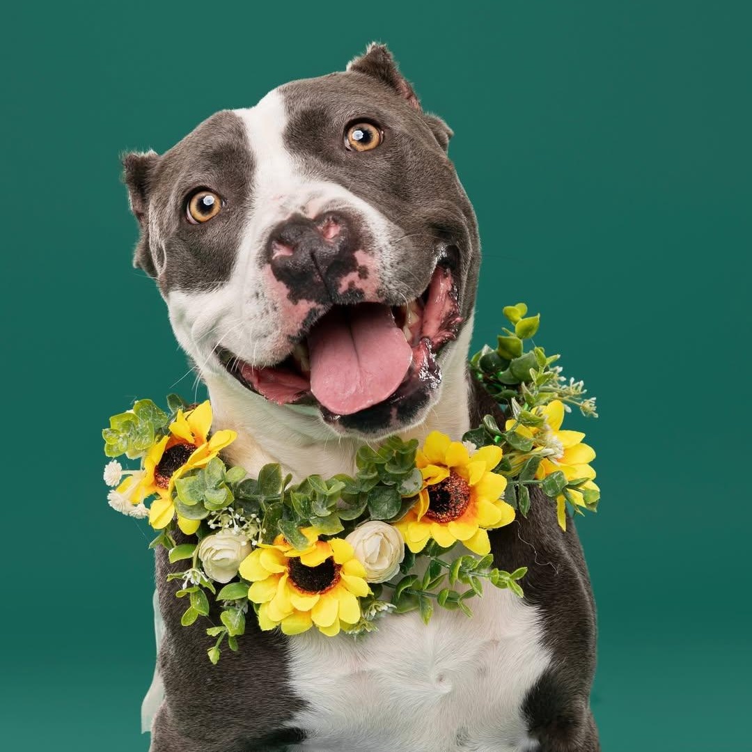 APONI ***SPECIAL NEEDS***, Adoptable, Adult Female Staffordshire Bull Terrier.