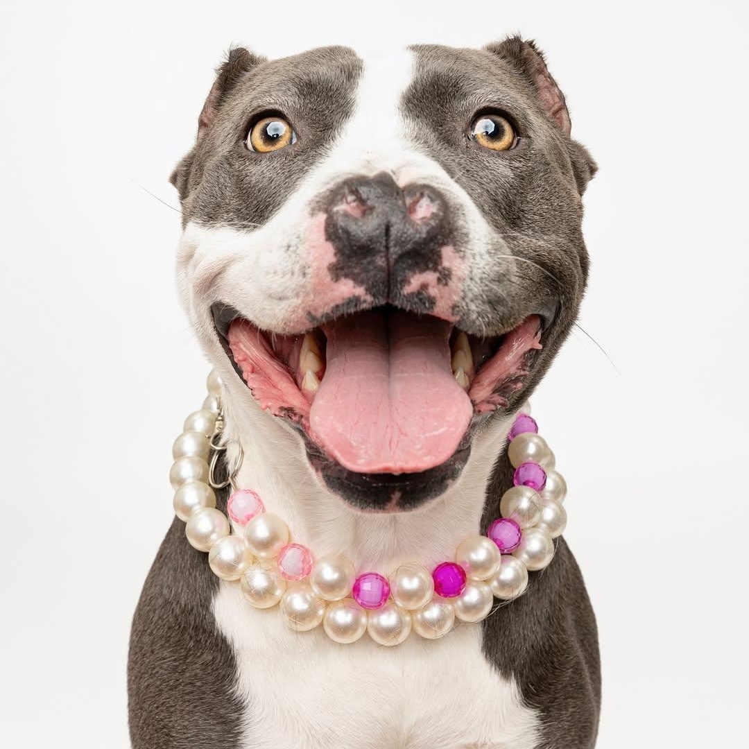 Enlarge APONI ***SPECIAL NEEDS***, a Adoptable Staffordshire Bull Terrier in Claremont , CA image 3/4