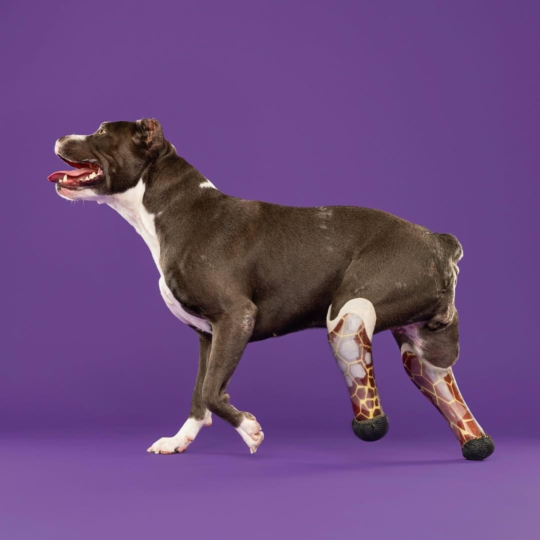 Enlarge APONI ***SPECIAL NEEDS***, a Adoptable Staffordshire Bull Terrier in Claremont , CA image 4/4