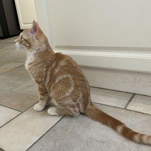 Enlarge Kolten, a Adoptable Domestic Short Hair in Leander, TX image 3/3