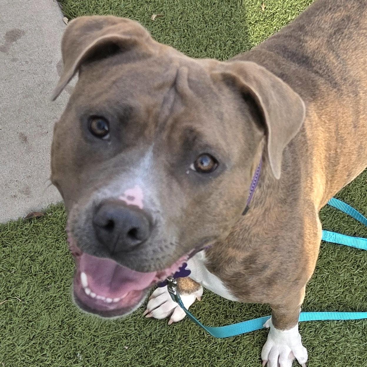 Enlarge Swirl, an adoptable mixed breed in Lansing, MI image 1/4