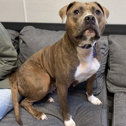 Swirl, adoptable, Adult Female Mixed Breed.