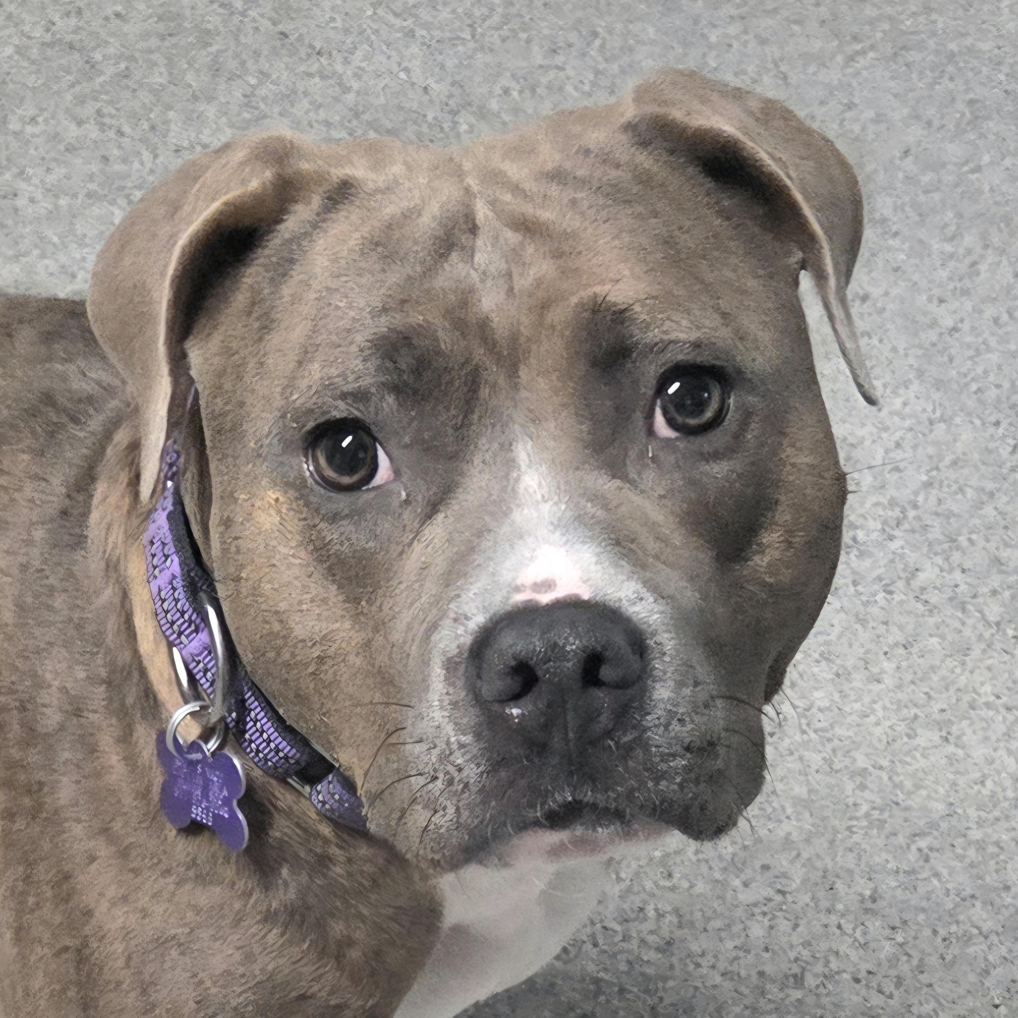 Enlarge Swirl, an adoptable Mixed Breed in Lansing, MI image 2/2