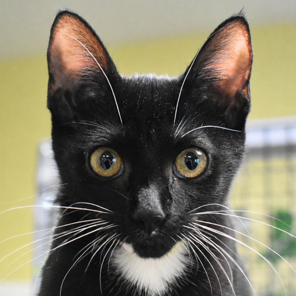 Enlarge Tippy, a Adoptable mixed breed in Saint Petersburg, FL image 1/1