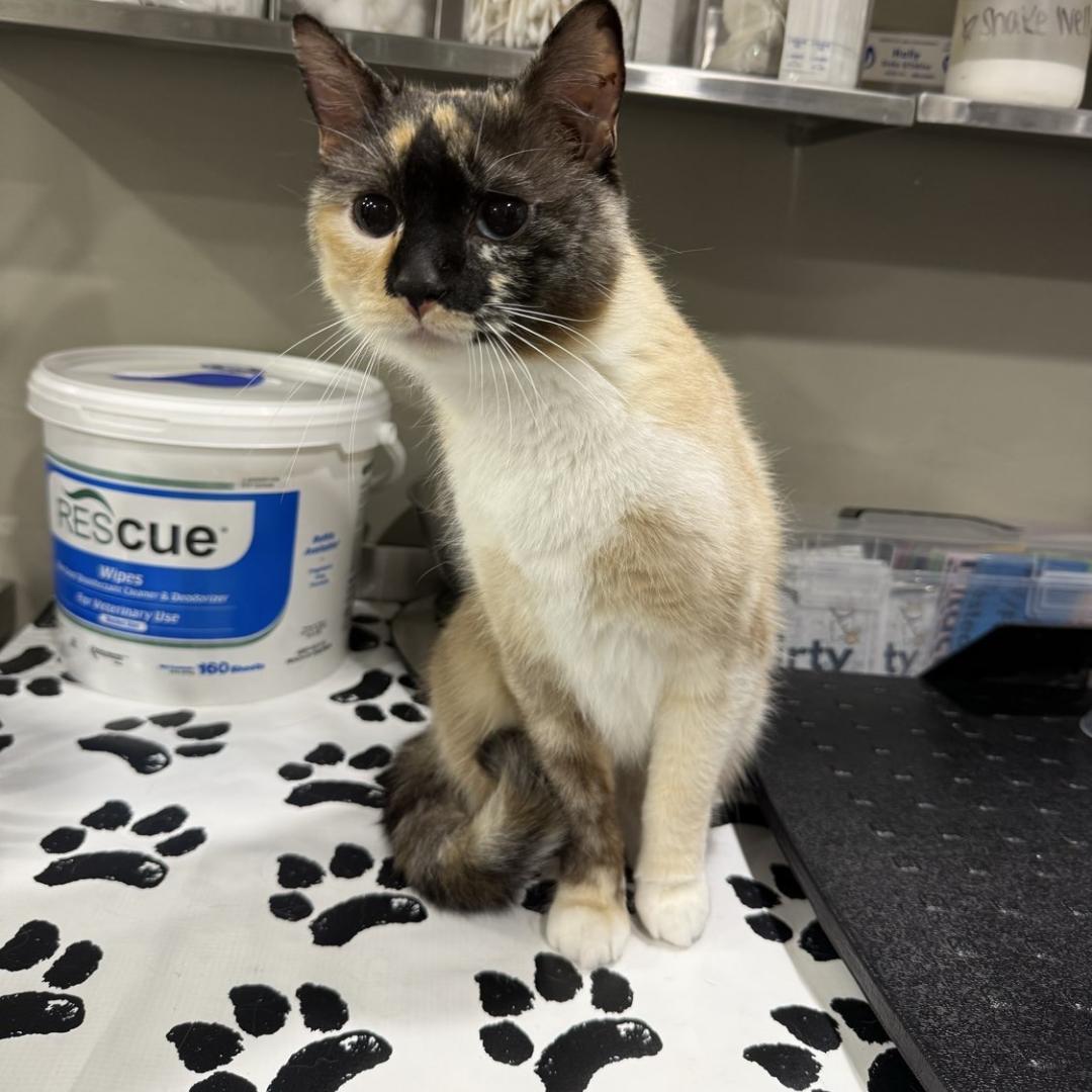 Enlarge Betty, an adoptable Domestic Short Hair in Bridgeville, PA image 1/1