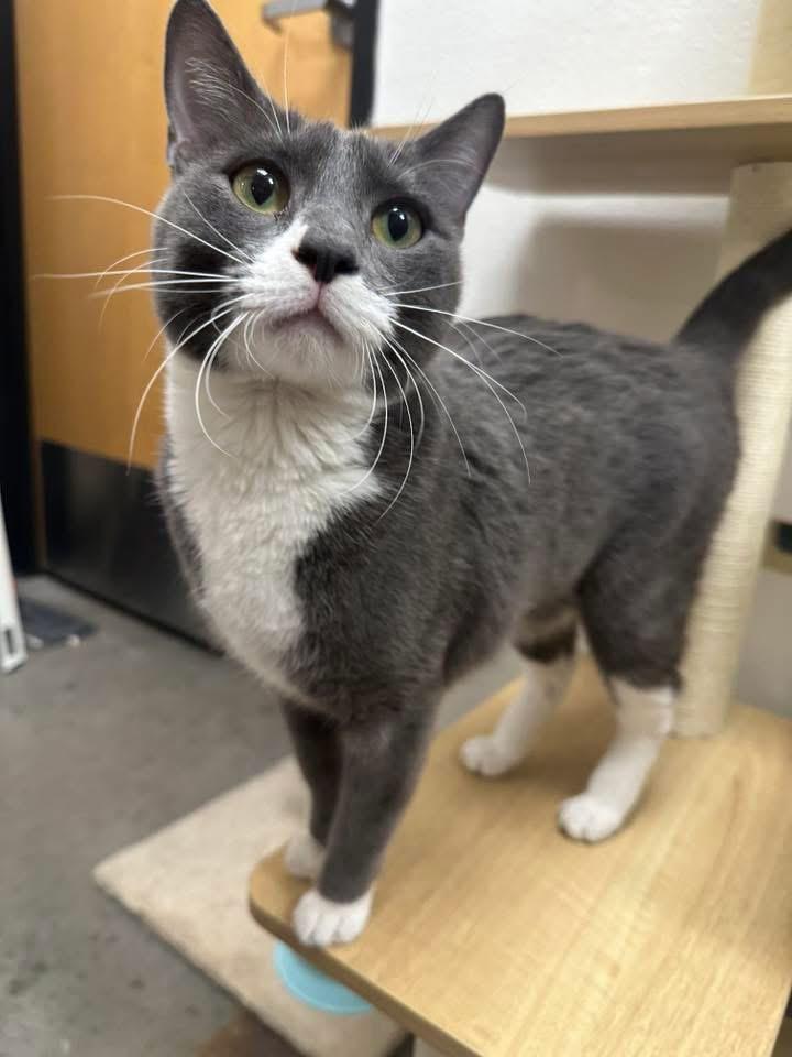 Enlarge Teddy, a ADOPTABLE Domestic Short Hair in Chandler, AZ image 4/4