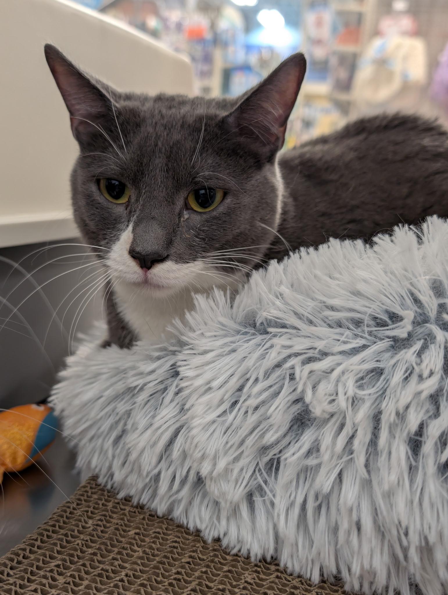 Enlarge Teddy, a ADOPTABLE Domestic Short Hair in Chandler, AZ image 3/4