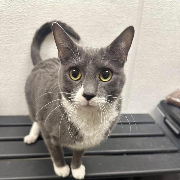 Teddy, ADOPTABLE, Young Male Domestic Short Hair.