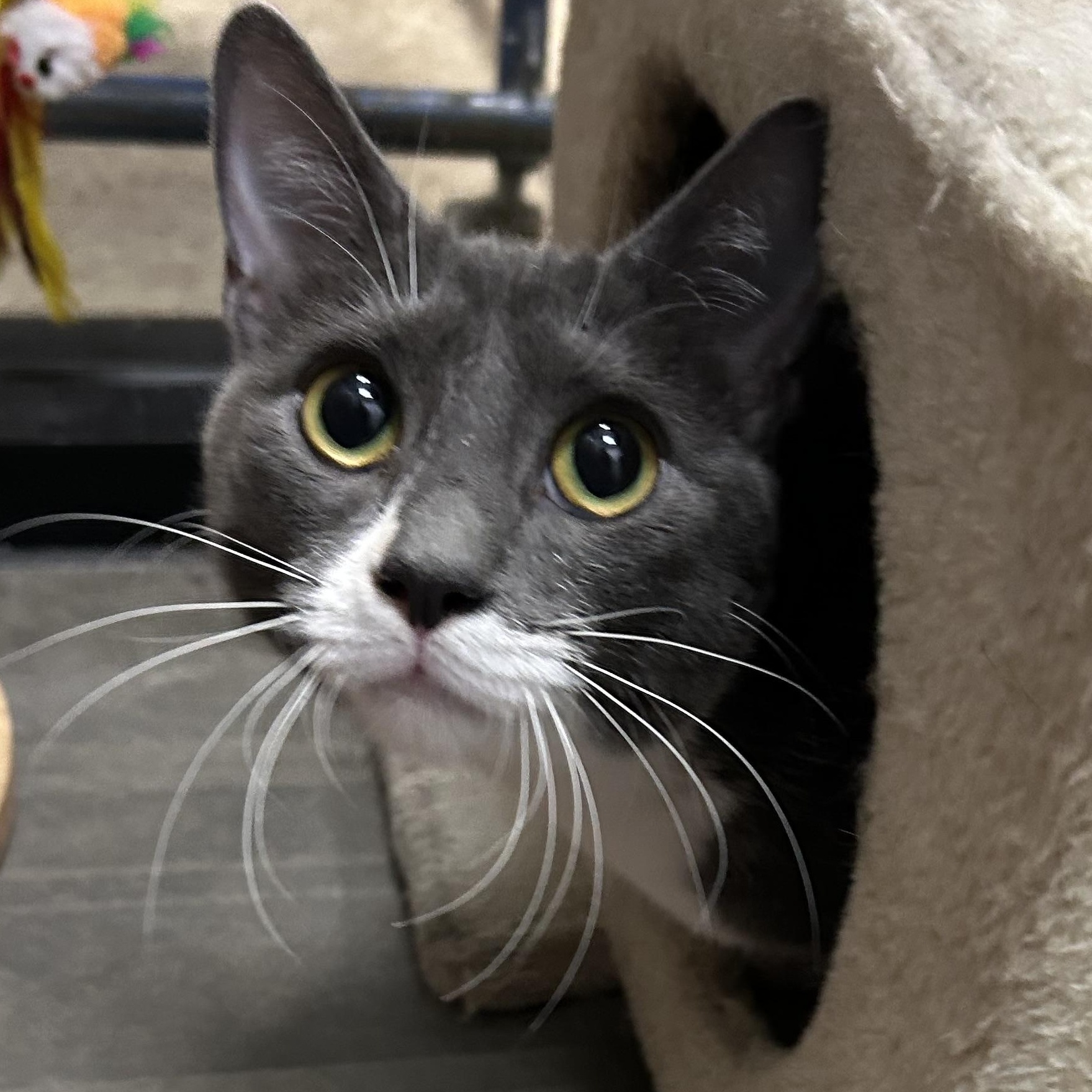 Enlarge Teddy, a ADOPTABLE Domestic Short Hair in Chandler, AZ image 2/4
