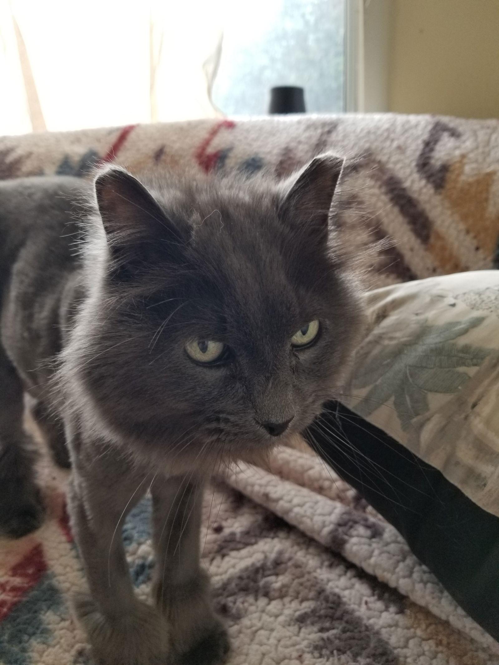 Enlarge Sammy, a Adopted Maine Coon in Buena Park, CA image 1/1