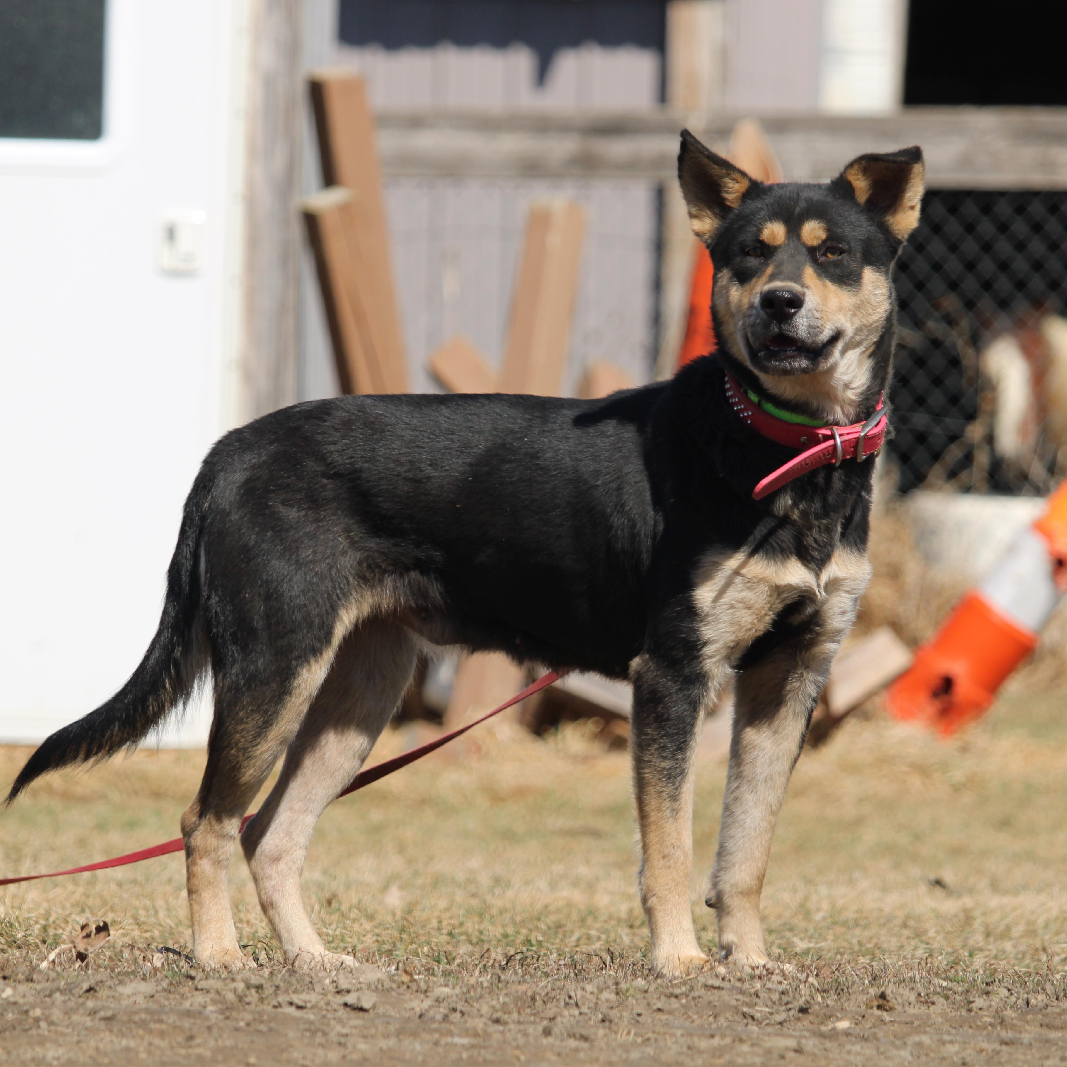 Enlarge Sookie, a Adoptable mixed breed in Watertown, SD image 2/6