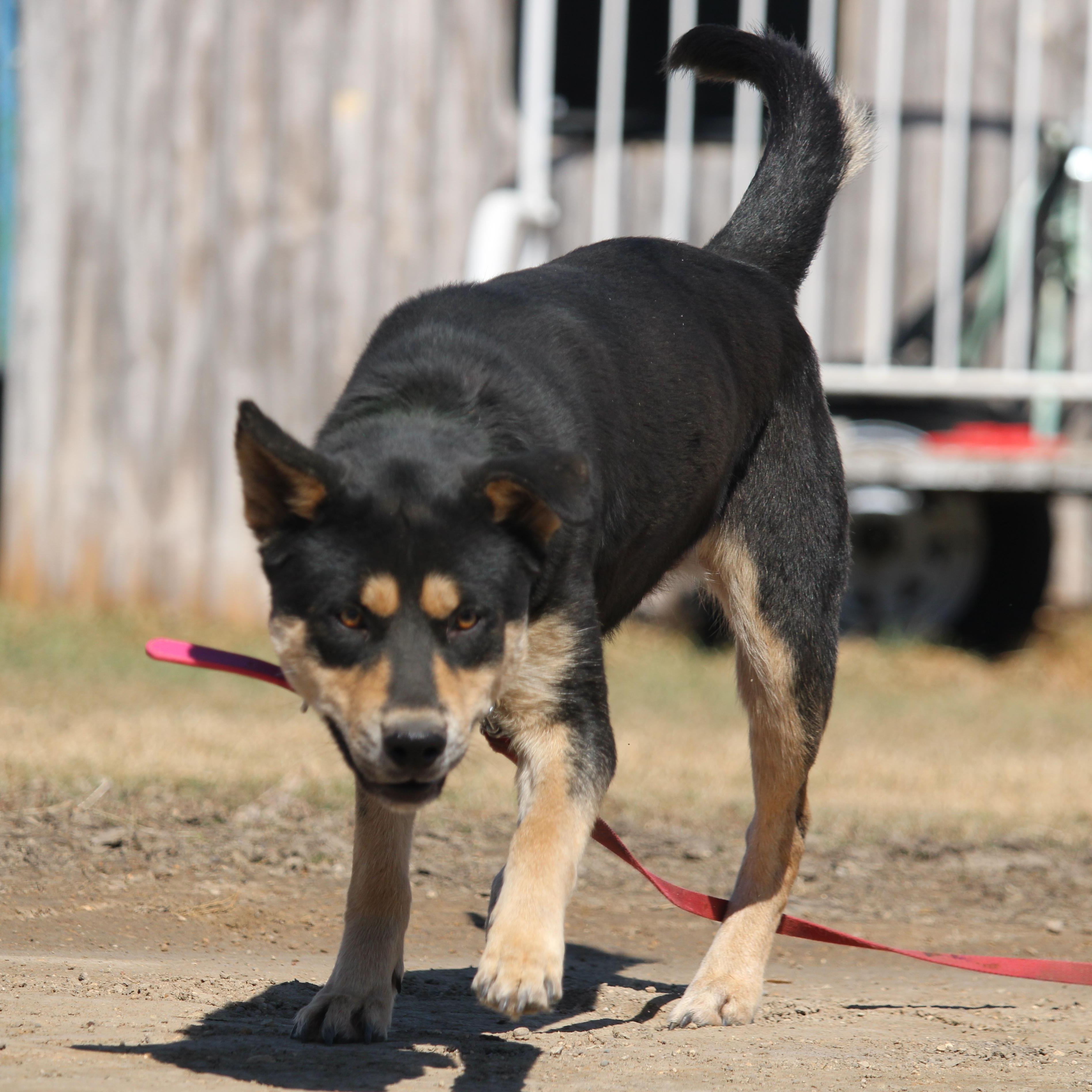 Enlarge Sookie, a Adoptable mixed breed in Watertown, SD image 6/6
