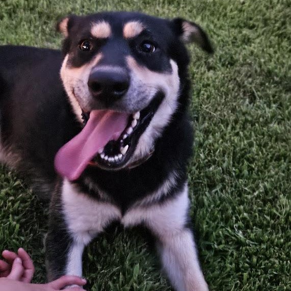 Enlarge Sookie, a Adoptable mixed breed in Watertown, SD image 3/6