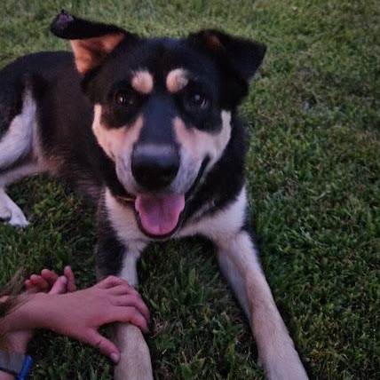 Sookie, Adoptable, Adult Female German Shepherd Dog & Australian Shepherd.