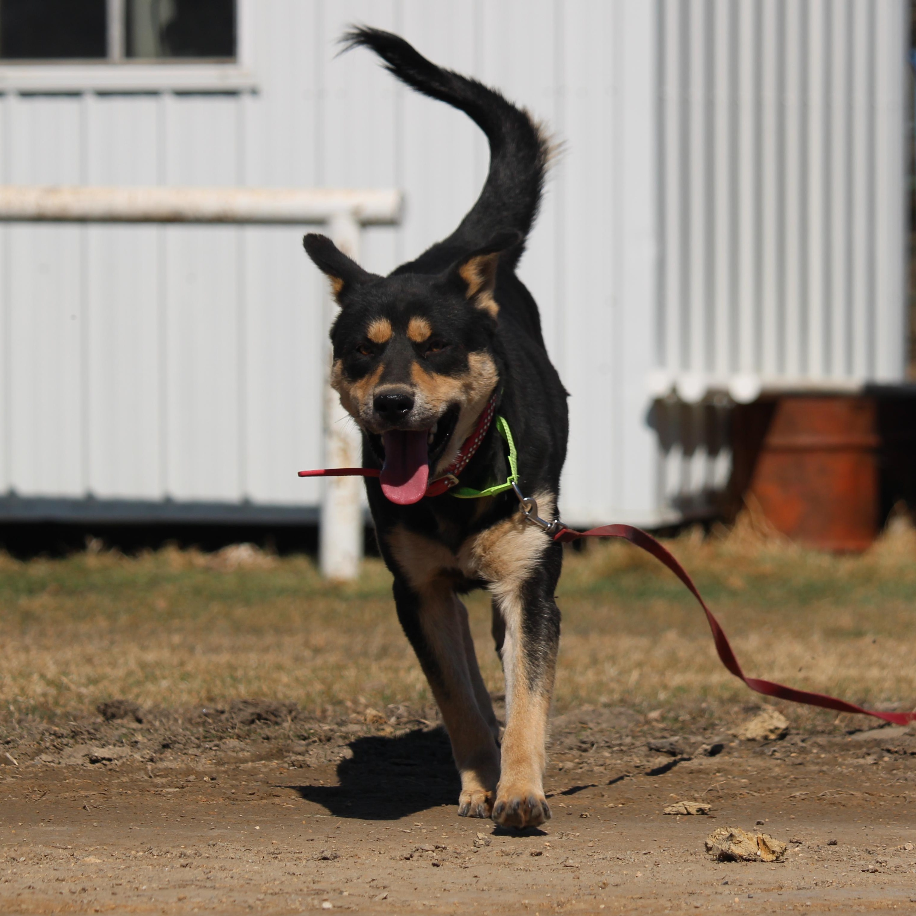 Enlarge Sookie, a Adoptable mixed breed in Watertown, SD image 5/6