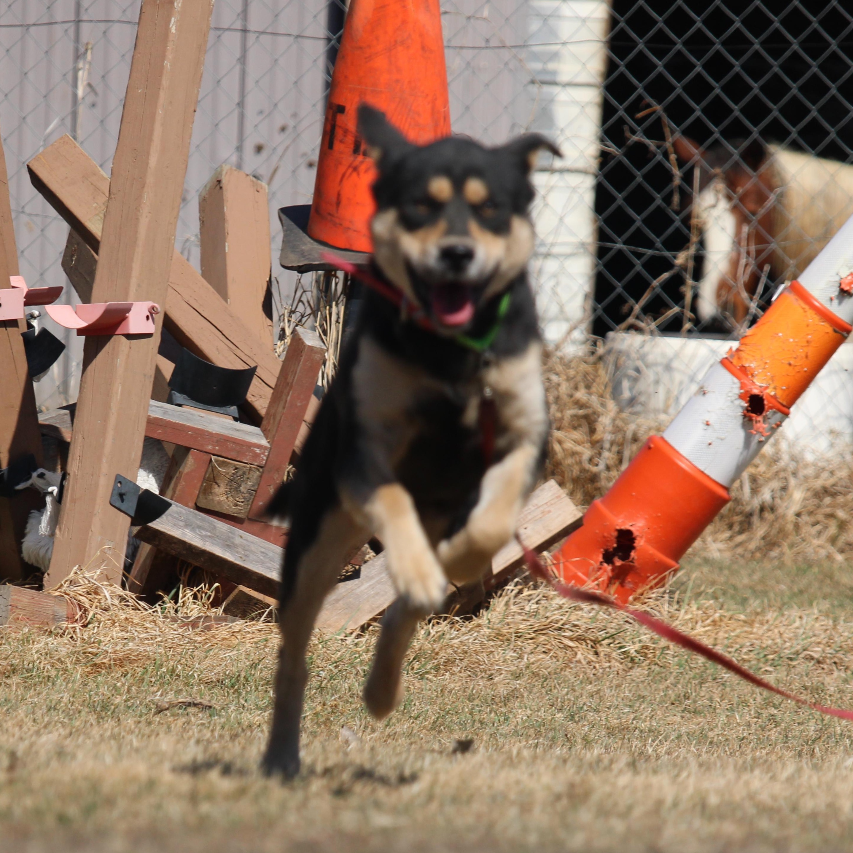Enlarge Sookie, a Adoptable mixed breed in Watertown, SD image 4/6
