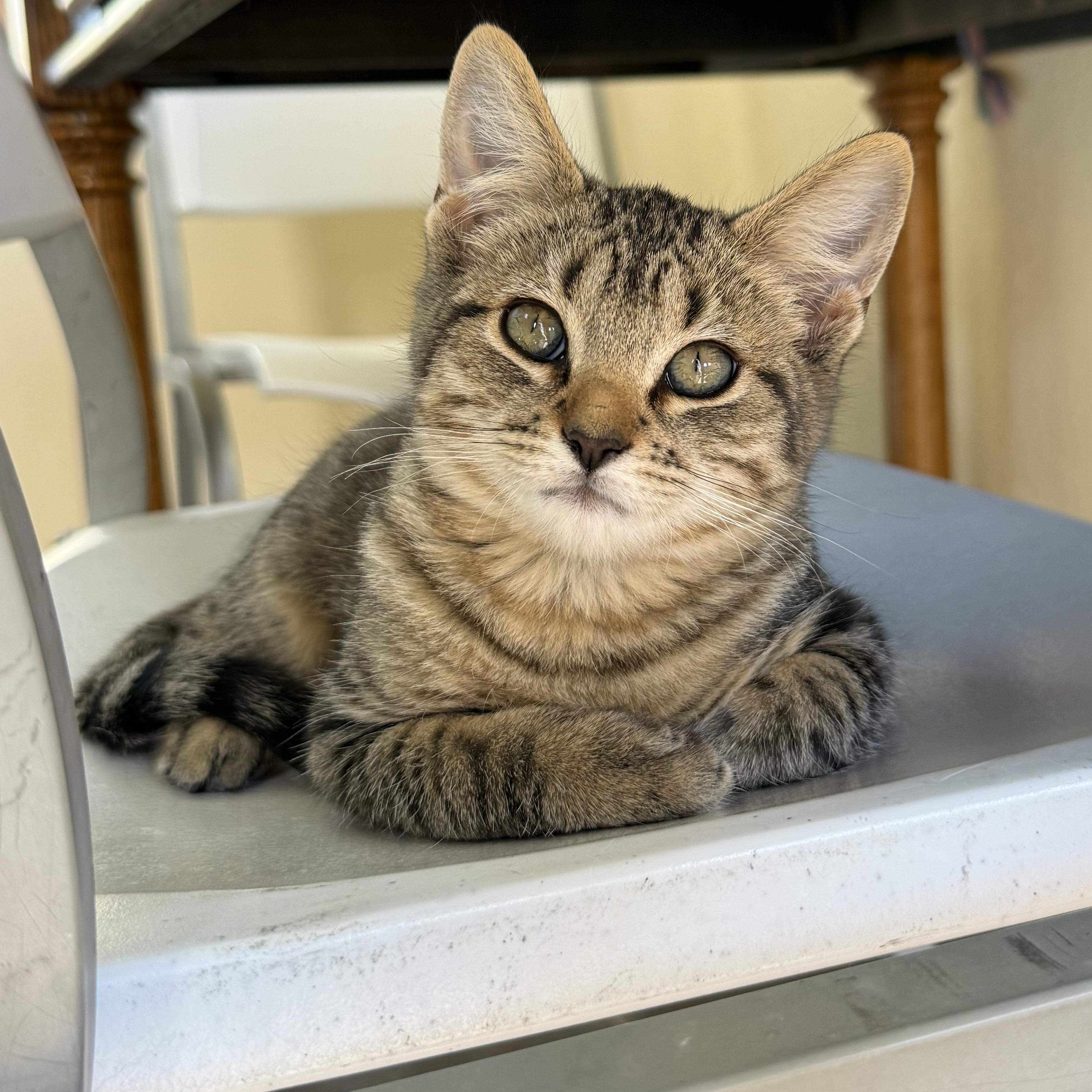 Enlarge Prickly Pear, a Adoptable Domestic Short Hair in Ridgway, CO image 2/6
