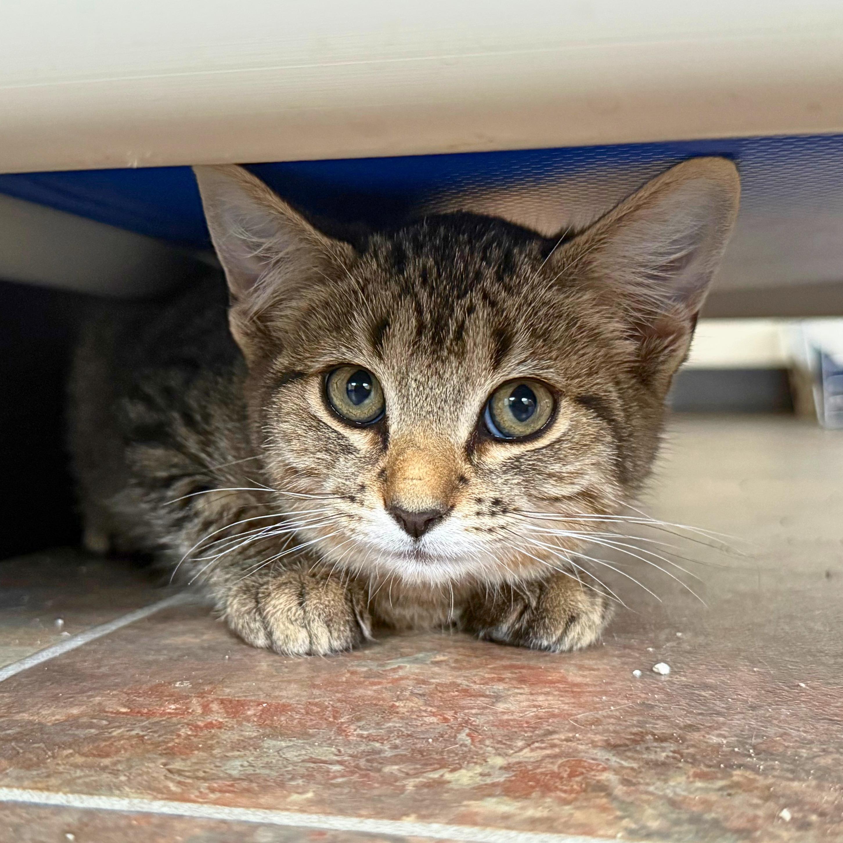 Enlarge Prickly Pear, a Adoptable Domestic Short Hair in Ridgway, CO image 3/6