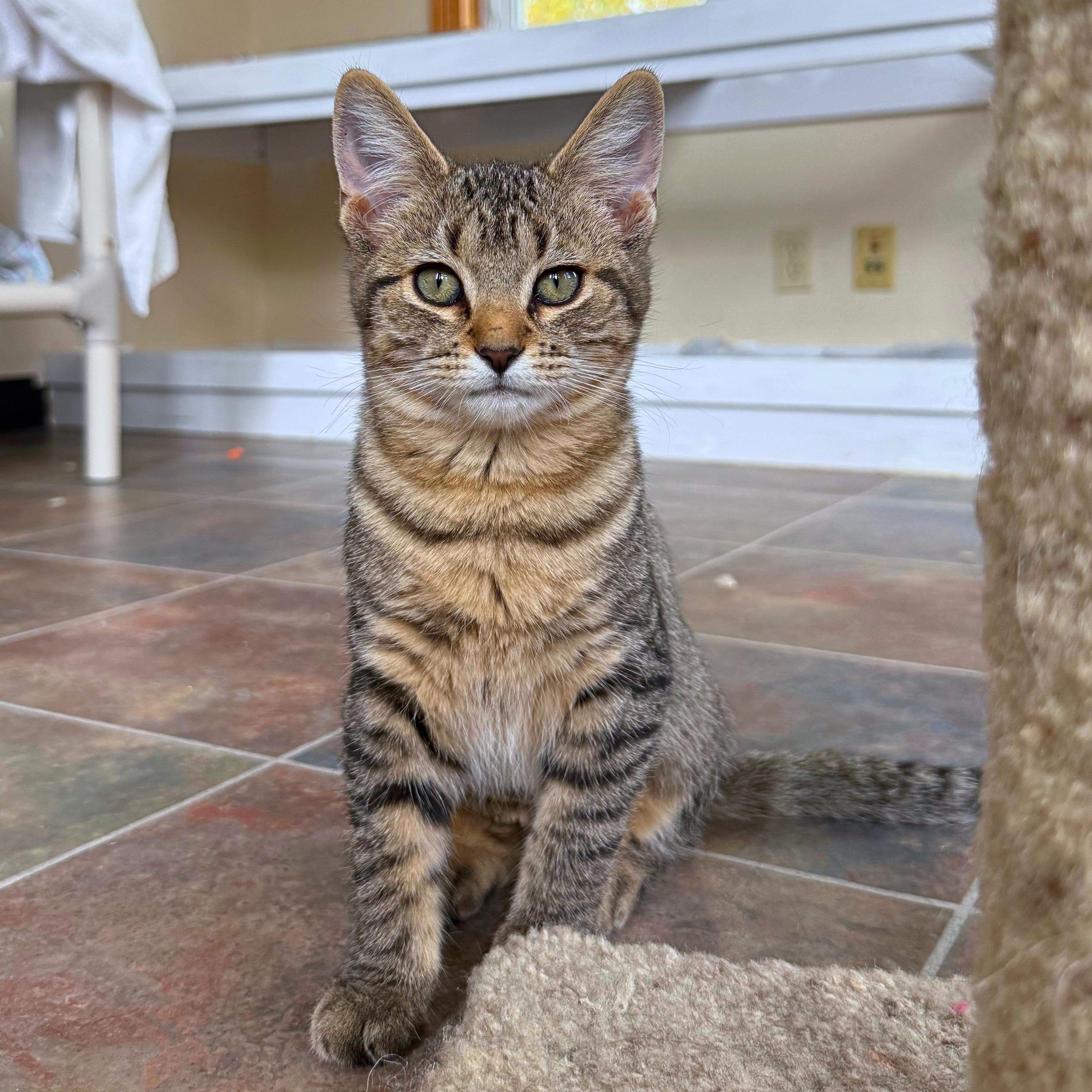Enlarge Prickly Pear, a Adoptable Domestic Short Hair in Ridgway, CO image 4/6