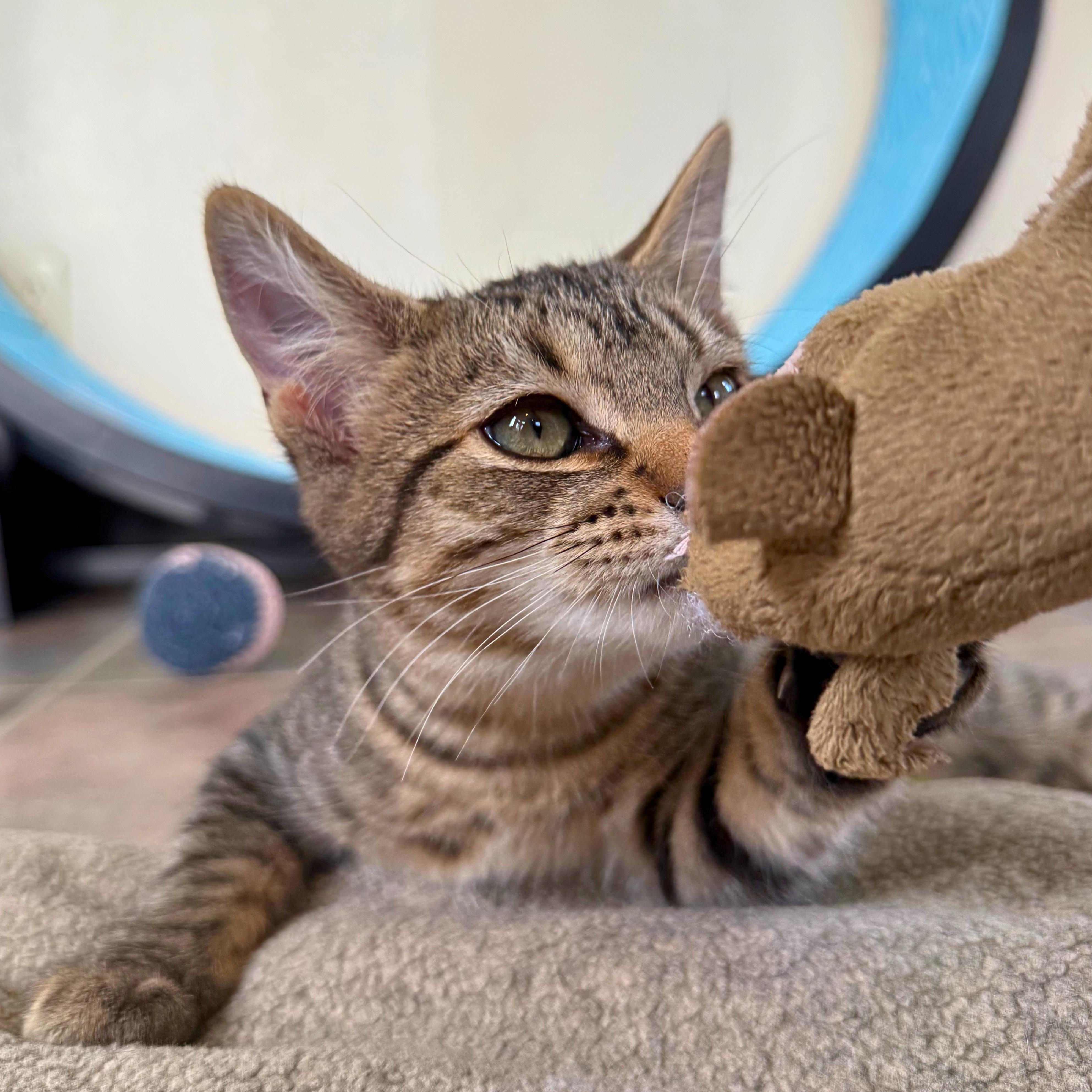 Enlarge Prickly Pear, a Adoptable Domestic Short Hair in Ridgway, CO image 6/6