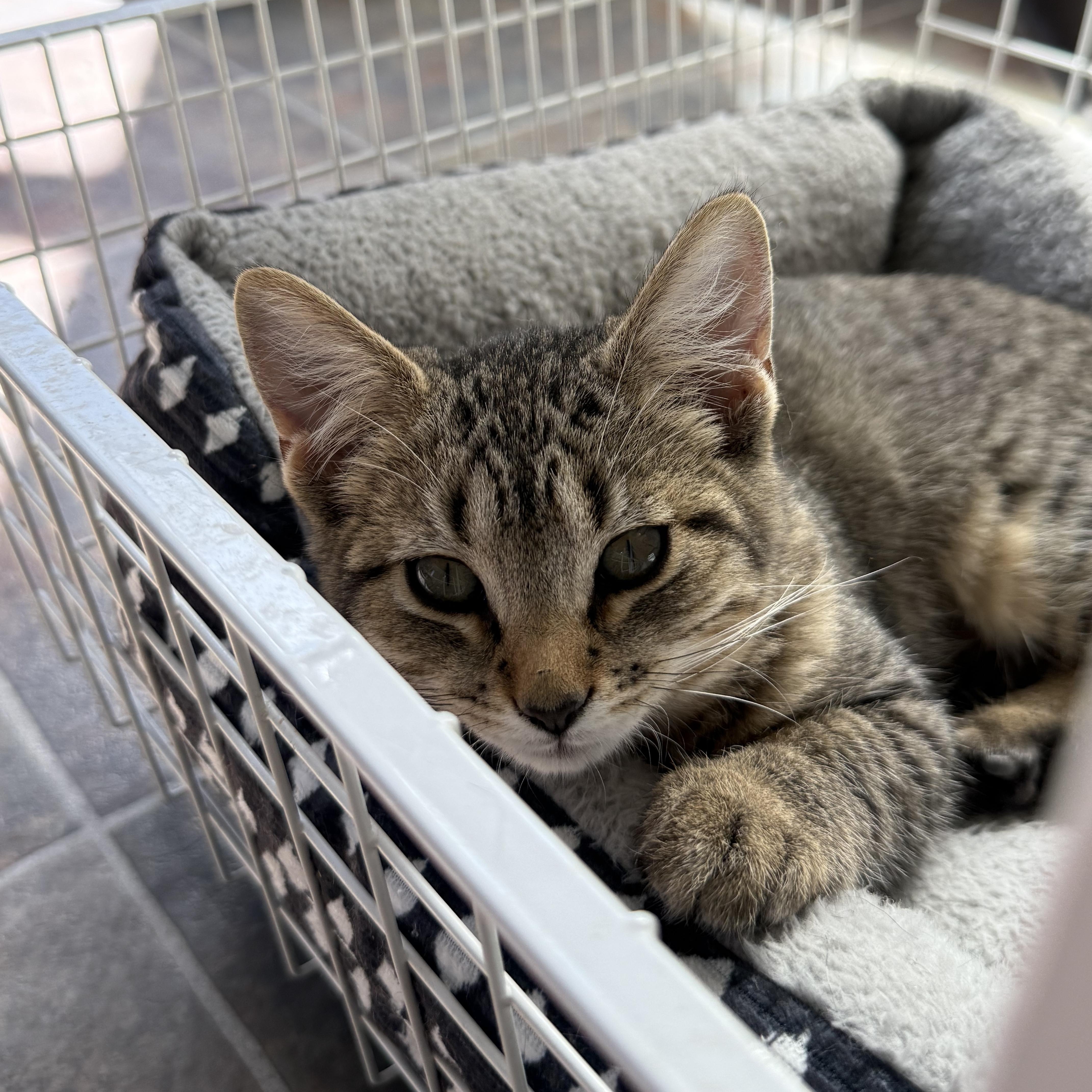 Enlarge Prickly Pear, a Adoptable Domestic Short Hair in Ridgway, CO image 5/6
